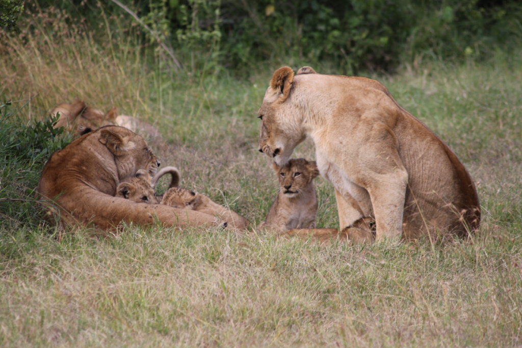Taste of Kenya Safari