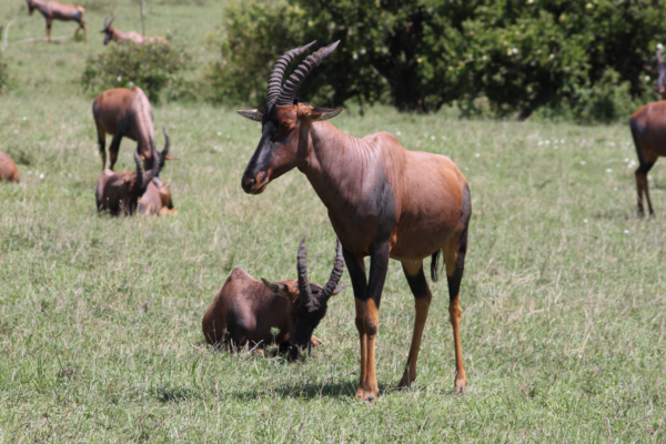 Amazing Kenya Safari